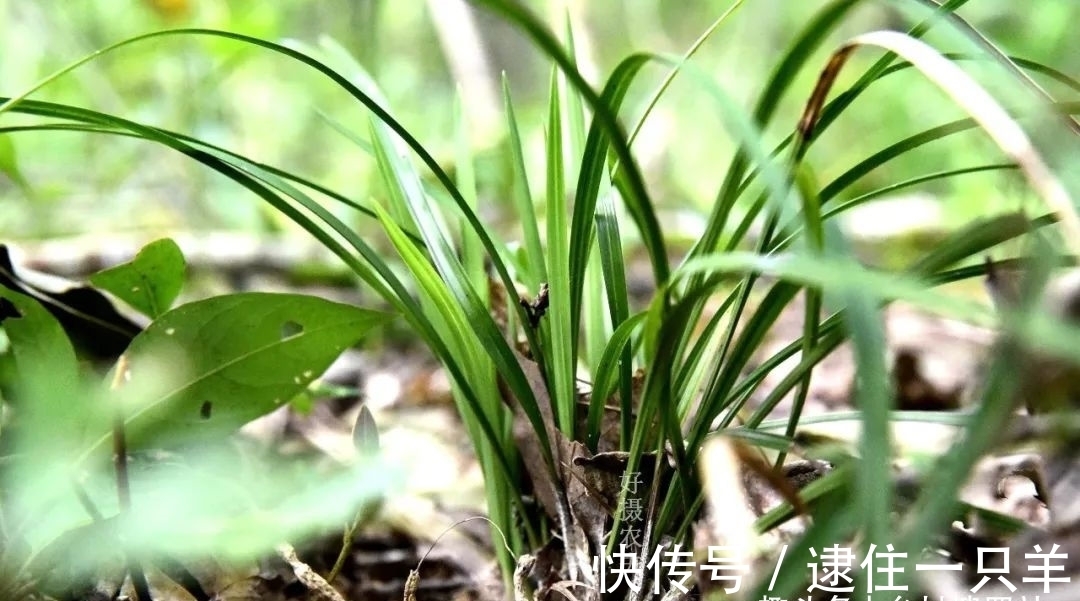 什么叫兰花服盆?兰友:这么说就明白了