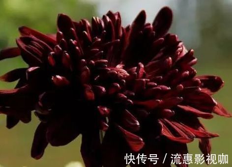 喜欢牡丹，不如养“珍奇名菊”，似金凤起舞，金光闪闪，开花艳丽
