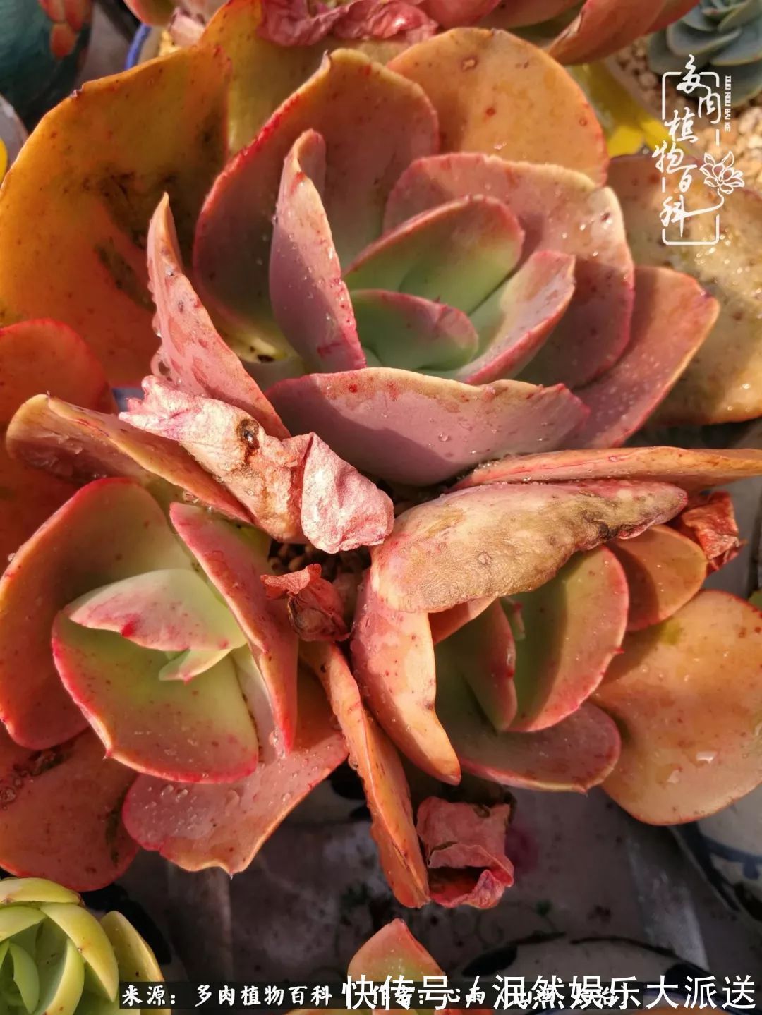 蚧壳虫|为肉痴狂!多肉植物也会用最美的容颜报答我们的勤劳付出!