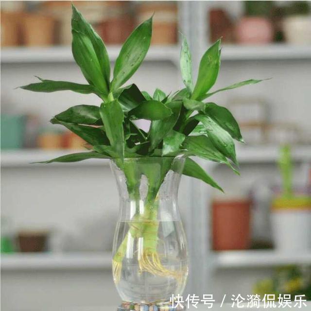 技巧|富贵竹长成“小树林”，水培“技巧”要牢记，水温都有学问