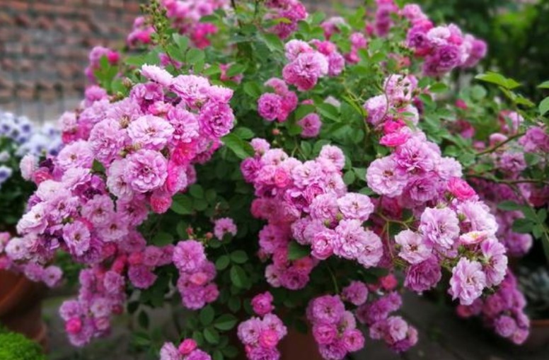 养护|春天就养5种花,好养又漂亮,花团锦簇,人见人爱!