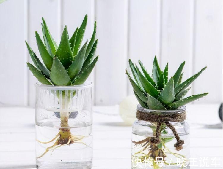 农历十月初三立冬后,养什么花?以下3种花,身心同康福气盈盈