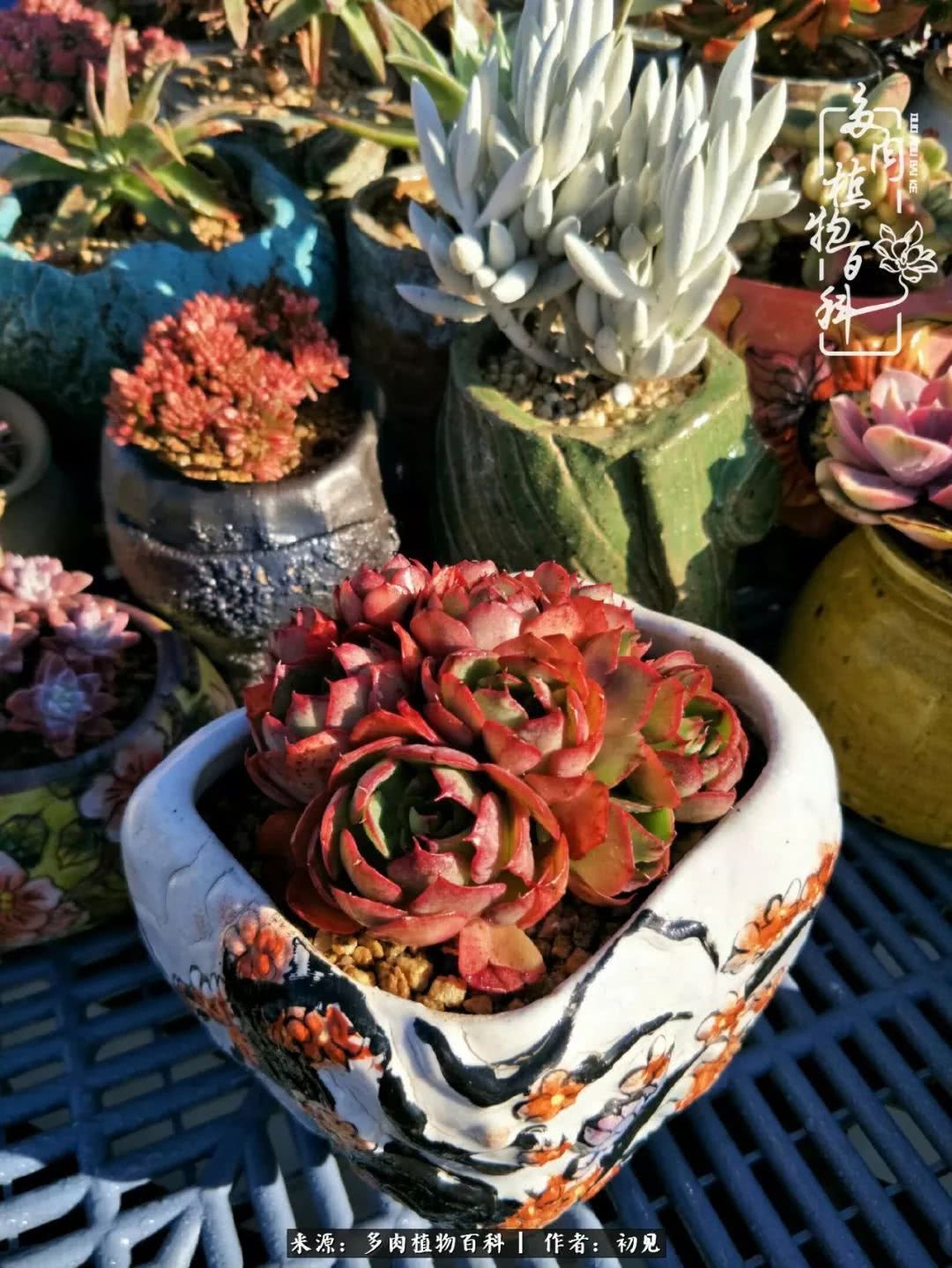 养多肉四周年,从初见到爱恋!幸福一直藏在浅薄的日子里!