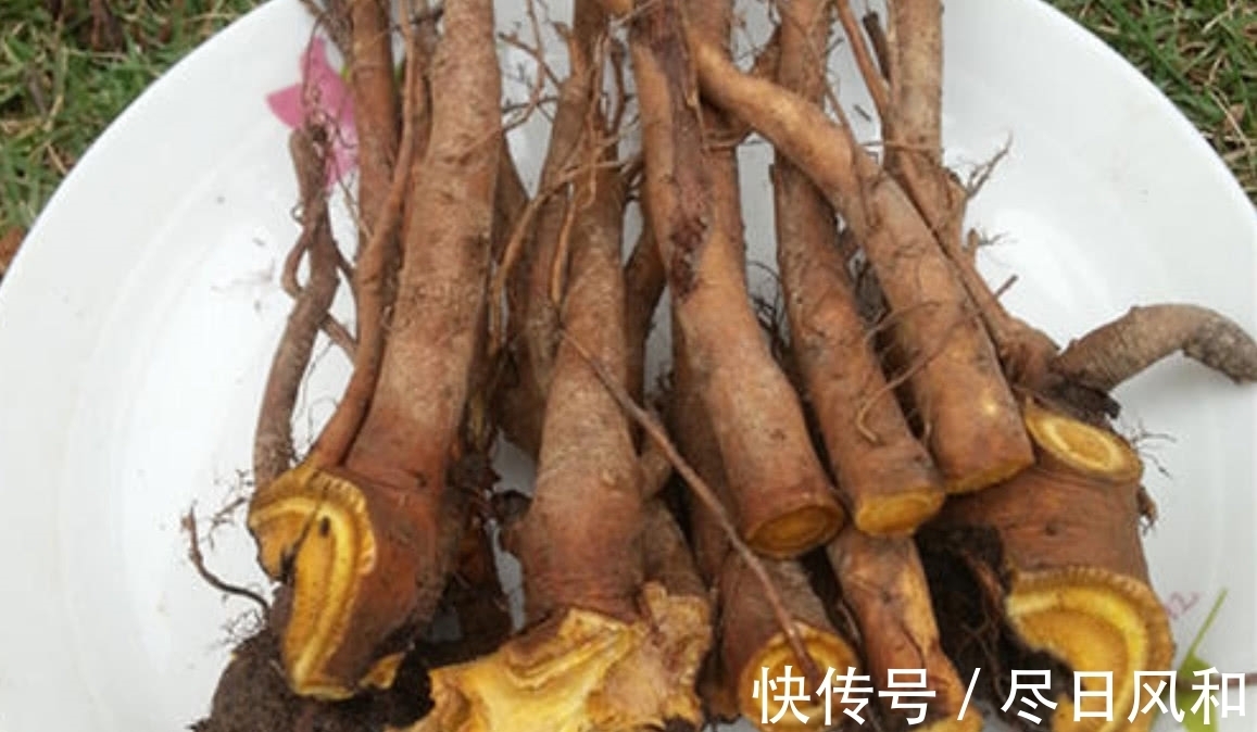 菠菜|一种长得像“菠菜”的野草,真名虽然土,但是药用价值很高