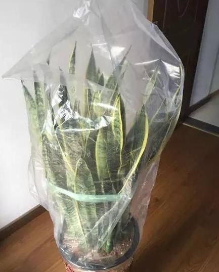 废弃的“塑料袋”要收好，养花时大有用处，可促进花卉生长、爆盆