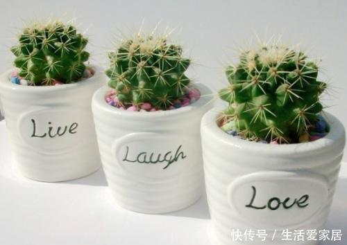 健康|家里万万要养这4种植物,家人身体会越住越健康,聪明人一眼就懂