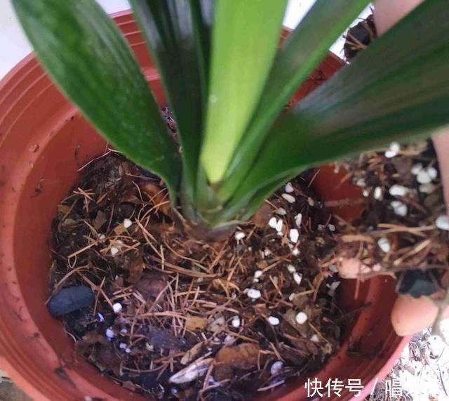 1盆君子兰，春天一处理“变10盆”，家里阳台摆满了