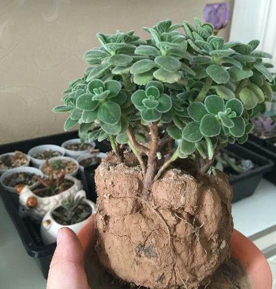 夏季养多肉需要换土，按照5步修根缓苗，新手小白皆可轻松上手