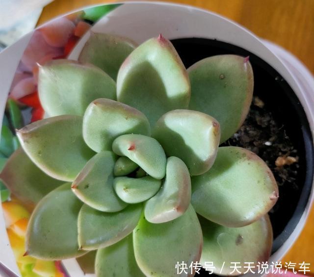 多肉徒长很好解决,照这几种方式来,状态差一点,至少不徒长