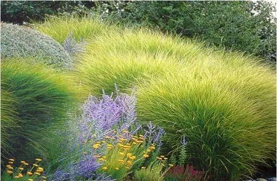 太美了这些草比花还漂亮,第一种就迷倒很多人