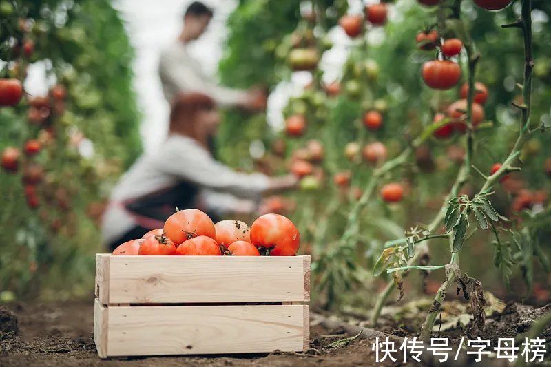 农产品|农产品大战，淘特与拼多多谁执牛耳？