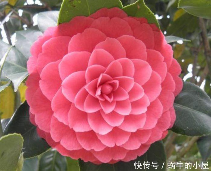 4种花超受欢迎的,花朵漂亮,四季有花赏,还有好闻花香