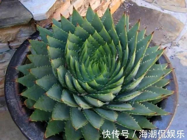 女王|一盆芦荟1万多,一棵能长50年,越老越值钱,你见过芦荟女王吗