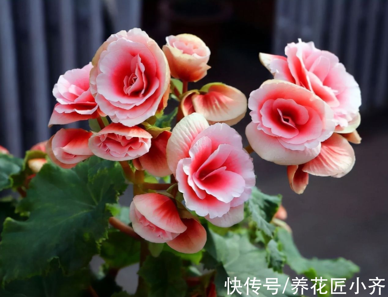 浇水|丽格海棠价格便宜又漂亮，养它记住“4不能”，持续开花到夏季