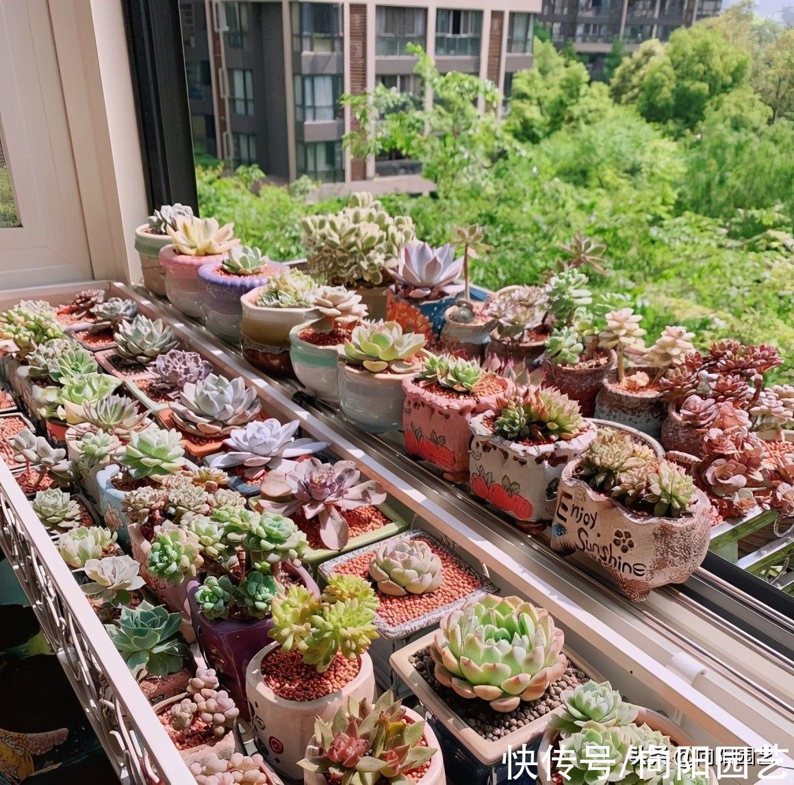 路边的多肉真便宜，1块钱1，不要买！买上一堆还不如买1棵