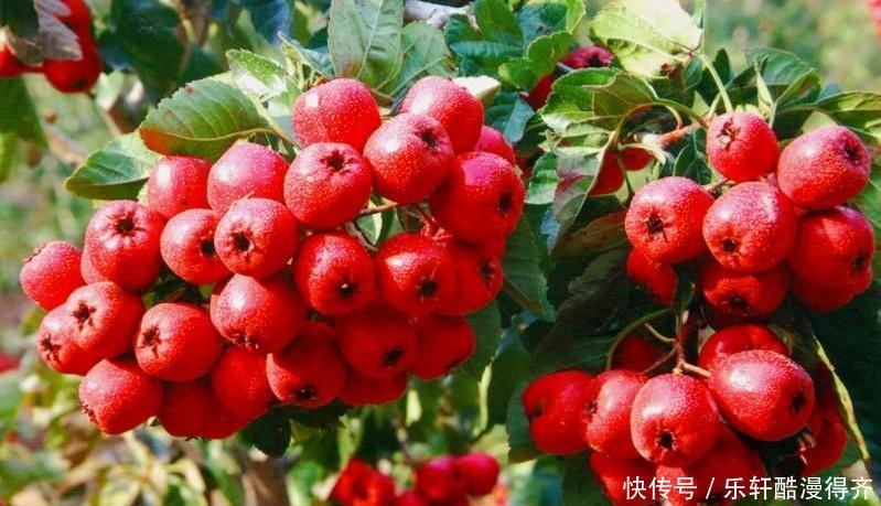 山楂|山楂怎么样泡水降血脂