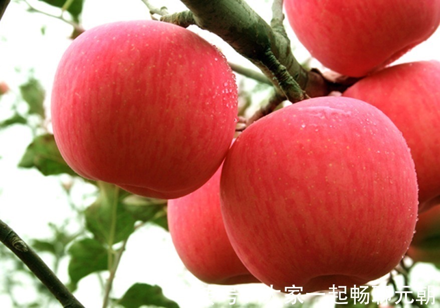 健康|吃完苹果一个小时内,不能再碰此物,吃了就是给健康找不自在!