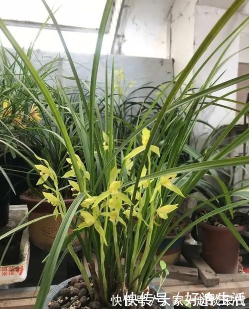 根壮|兰花适合“懒养”，这三点别做太勤快，才会根壮叶绿，花开不断！
