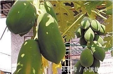 我在阳台用花盆种了这八种果树后，一年到头都没买水果！