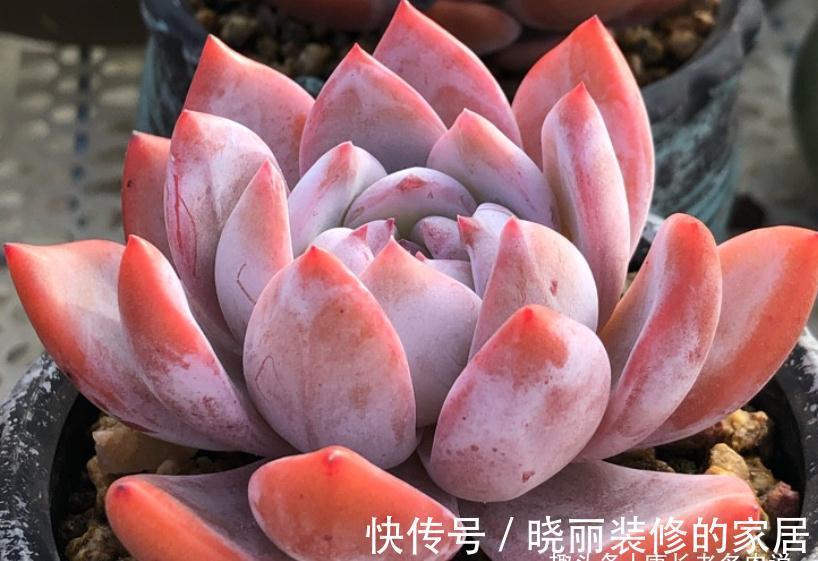 多肉|这7款多肉上市多年,但今年仍会流行,你还没养过的话一定要补齐