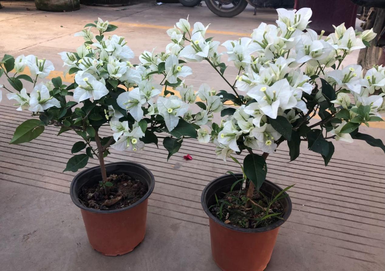 三角梅|将这4点落实到位，盆栽三角梅开花更漂亮，效果肉眼可见的显著