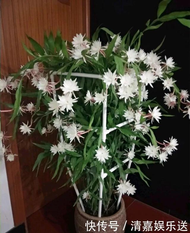 养了3年的昙花,终于开了50朵花,真是有“仙气”