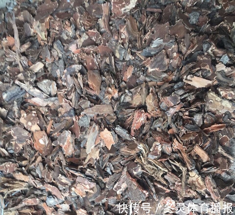 她养君子兰有3个“秘诀”，开春长满“花包子”，阳台变花园