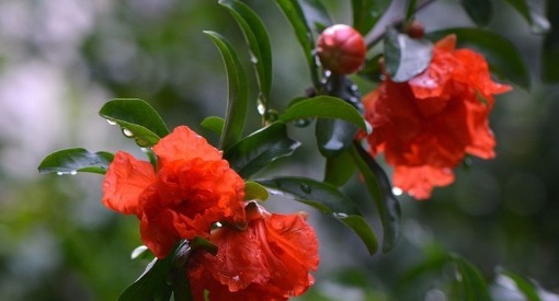 在家不如养盆石榴花,养护记以下3个小技巧,花开灿烂硕果累累