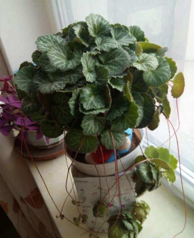 霸气|有种小野草能开花,盆植无光也能活,可爱却很霸气