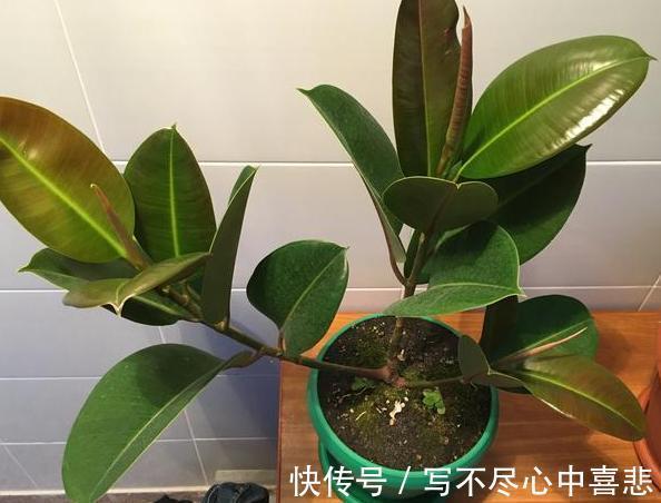 陶冶性情盆栽这5款植物，观赏价值高，新手都能轻松养活