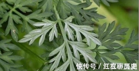 野菜|农村一种野菜只能当月吃，下个月药效就没了，城里一斤20块