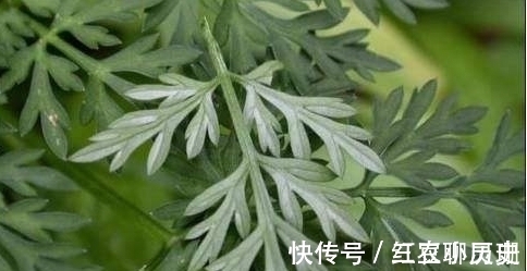 野菜|农村一种野菜只能当月吃,下个月药效就没了,城里一斤20块