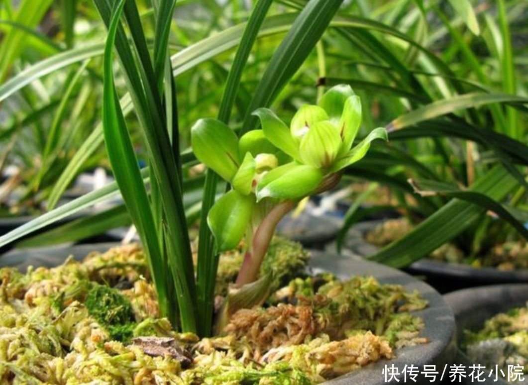 夏天|天气热了，这5种怕晒的花，要提前把它搬到阴凉处