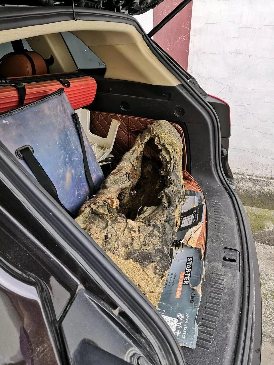 山上捡个大树桩,火烤一遍种多肉,3天服盆1年变老桩!