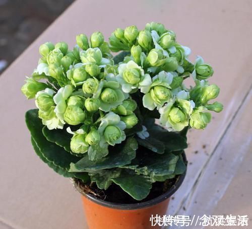 花卉|最罕见的花卉，花色新奇，好养易活，是一款爆盆神器，值得拥有