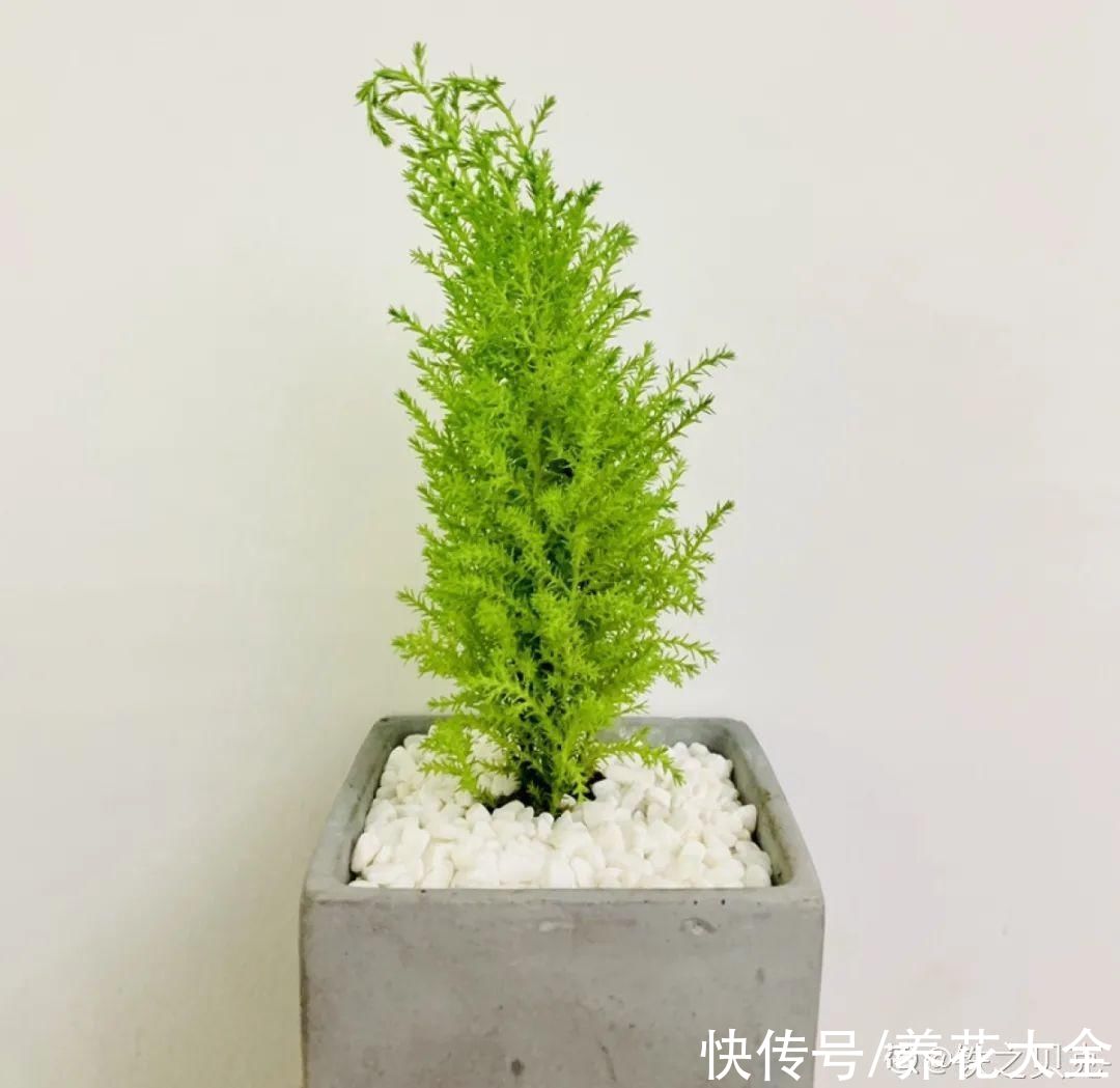 家里养一盆小香松，芬芳满室，满屋子都是高级香水味