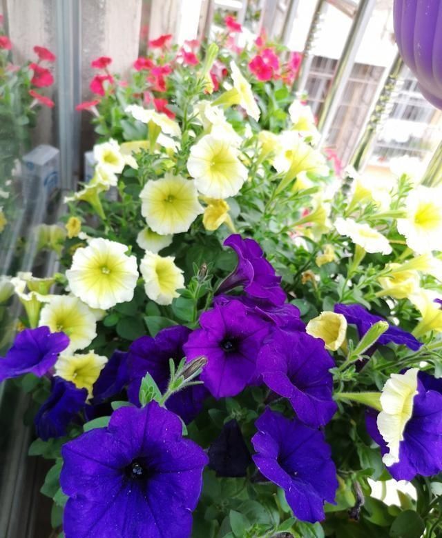 玛格丽特|开花易爆盆的6种花,再忙也要养一盆,美翻你的阳台