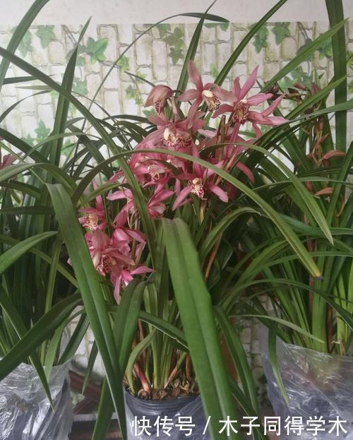 清香|兰花有“3喜”,满足了根壮叶绿开花美,清香小半年