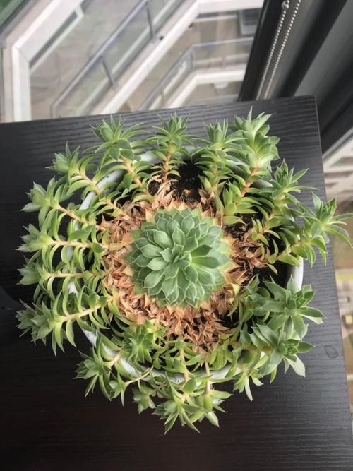  特别|常年“爆崽”的长生草多肉，原来是开完花就挂，你能将它养好么？