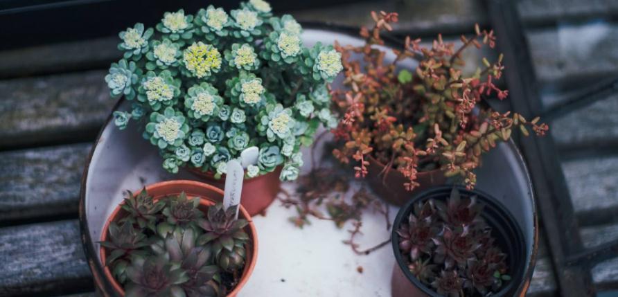 冬天养花，牢牢抓住这4点，室内盆栽才不出问题