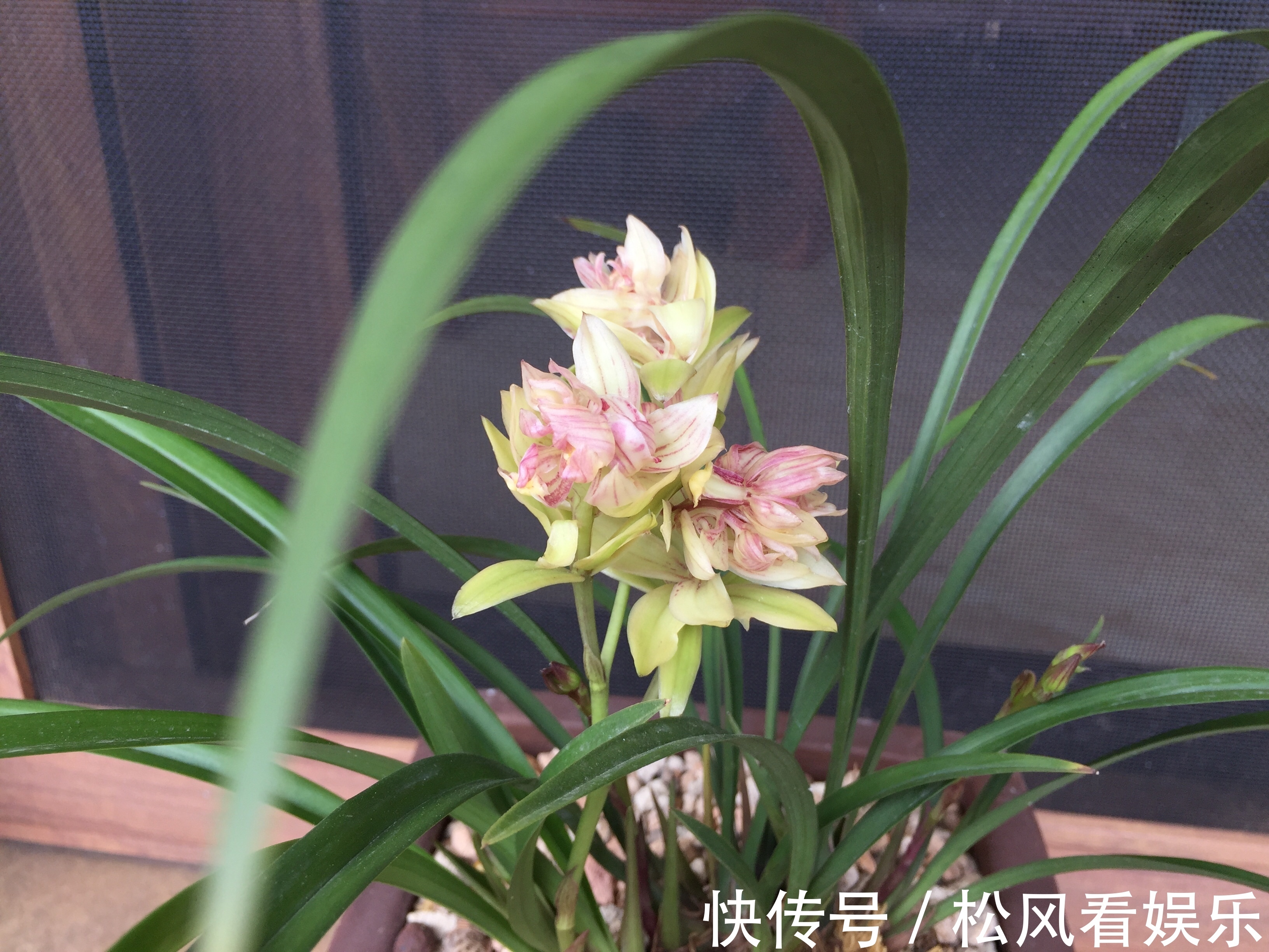 养兰花要注意秋老虎,一不小心根部就发黑,发黑原因和解决方法