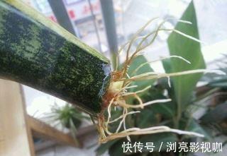 移栽|繁殖虎皮兰，用这“2种方法”扦插，20天冒白根，一盆养出好几盆
