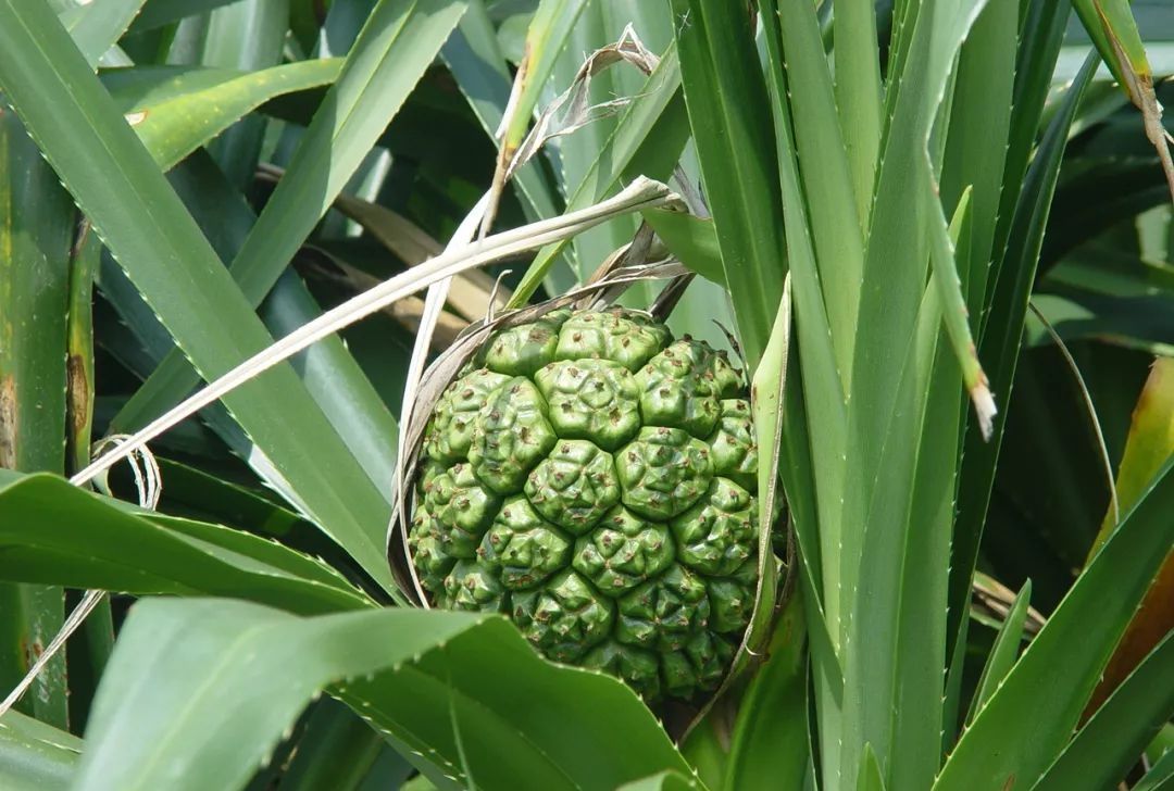 草莓|世界上最贵的水果,吃过3种以上的都是土豪啊