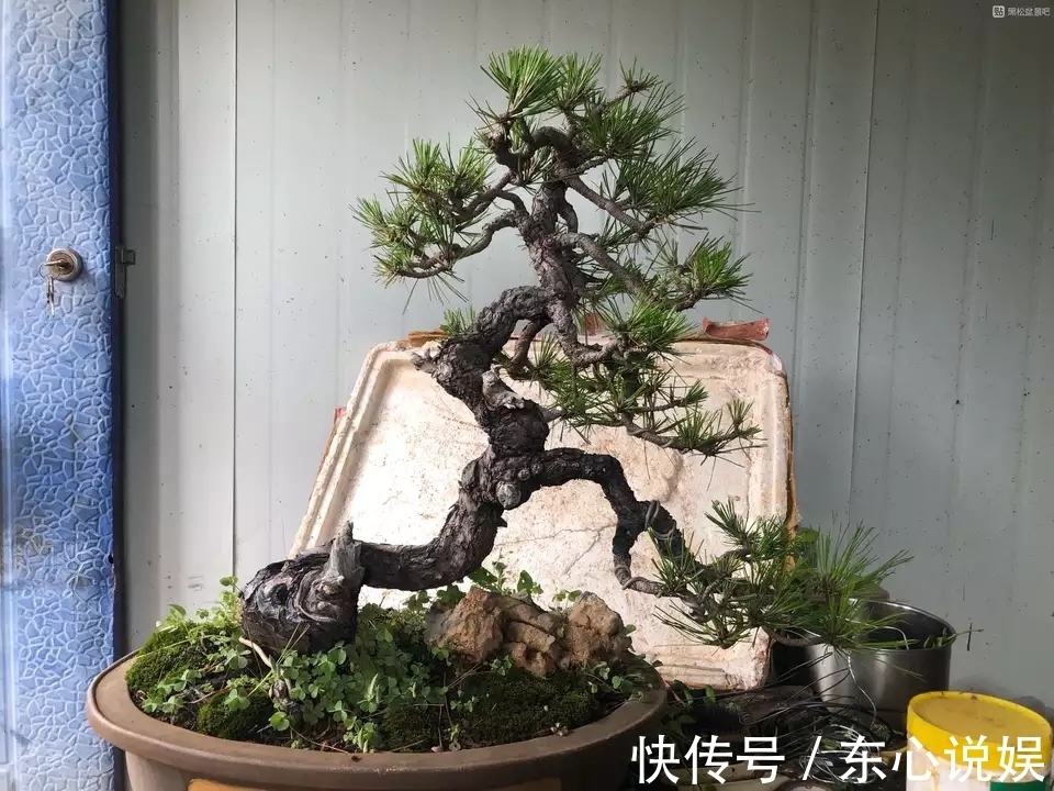 盆景|黑松盆景蓄枝让枝条快速增粗的方法摇动枝条增粗法,想多粗都行