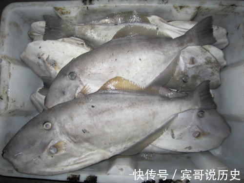 鲅鱼|买鱼时,5种鱼无法养殖,碰到了就买了吧!多吃了对身体有好处