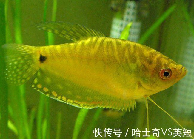 水族|对新人极其友好，十大养不死的观赏鱼