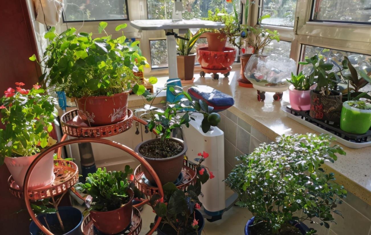 养花选“盆”别乱凑合,选对、选错差别很大,结局不一样