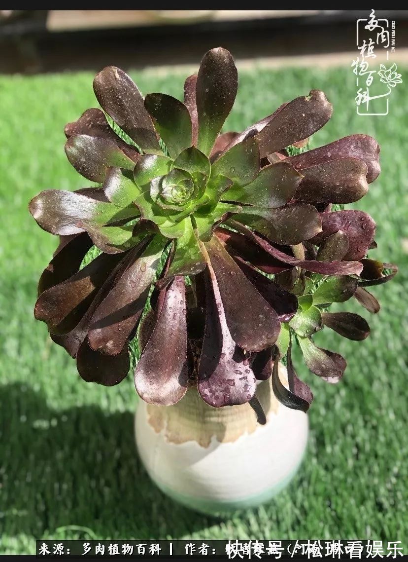 多肉千万种,我独爱法师!爱它的霸气,更爱它的华丽蜕变!