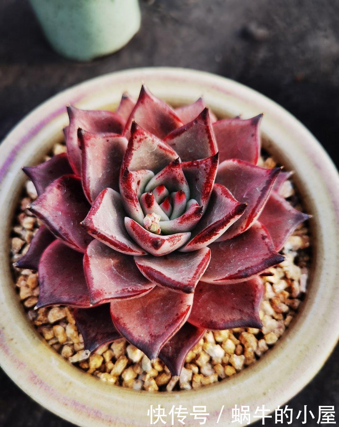 养分|多肉即将进入休眠期,三动作“控一控”,顺利度夏,不易穿裙子