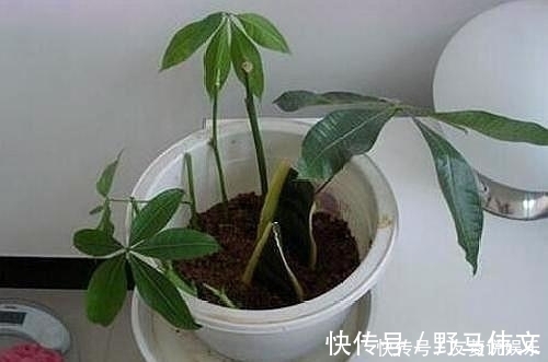 叶片|这5棵“树”太贵了,偷偷摘一截枝条就养活了,不用花钱买啦!